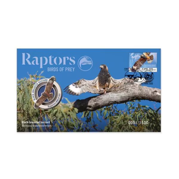 2025 Raptors Birds of Prey - Black-breasted Buzzard PMC