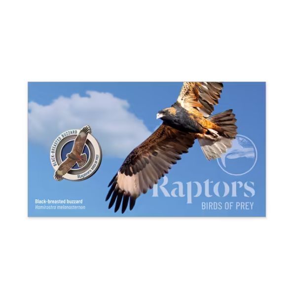 2025 Raptors Birds of Prey - Black-breasted Buzzard PMC